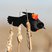 Red-winged Blackbird